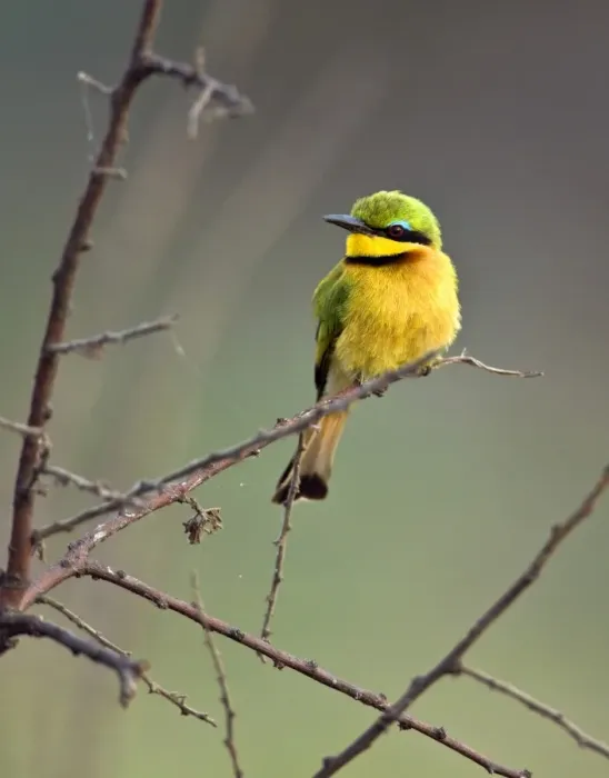 Framed Print : A Little Bee-eater in Katavi National Park, Tanzania Framed Print : A Little Bee-eater in Katavi National Park, Tanzania