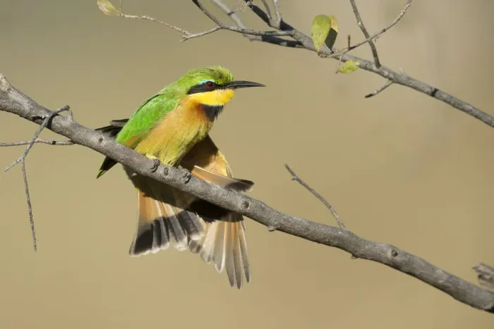 Framed Print : Little bee-eater (Merops pusillus), Khwai, Botswana, Africa Framed Print : Little bee-eater (Merops pusillus), Khwai, Botswana, Africa