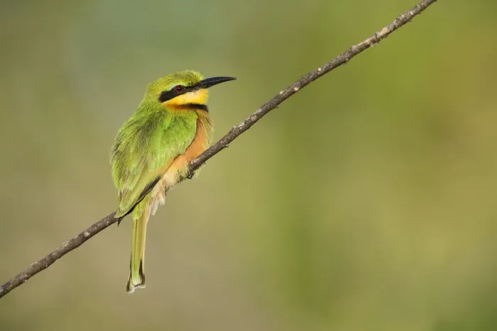 Framed Print : Little bee-eater (Merops pusillus), Khwai, Botswana, Africa Framed Print : Little bee-eater (Merops pusillus), Khwai, Botswana, Africa