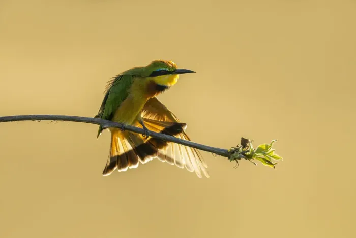 Framed Print : Little Bee-eater (Merops pusillus) wing stretching, Savuti, Chobe National Park, Botswana Framed Print : Little Bee-eater (Merops pusillus) wing stretching, Savuti, Chobe National Park, Botswana