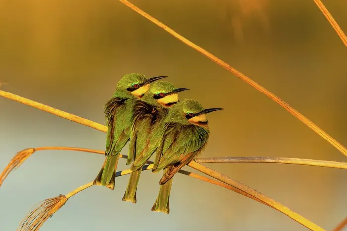 Framed Print : Little Bee Eaters gathering together for warmth in the early morning, Okavango Delta, Botswana Framed Print : Little Bee Eaters gathering together for warmth in the early morning, Okavango Delta, Botswana