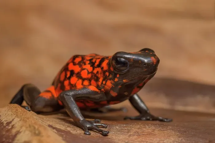 Framed Print : Little-devil Poison Frog (Oophaga sylvatica) - captive bred Framed Print : Little-devil Poison Frog (Oophaga sylvatica) - captive bred