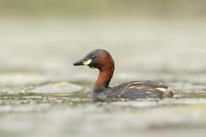Framed Print : Little Grebe (Tachybaptus ruficollis), near Bratsigovo, Bulgaria
