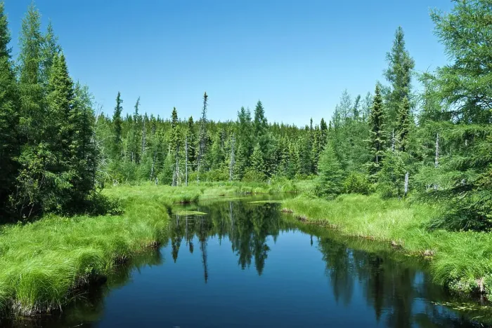 Framed Print : Little Mollie Creek in the boreal forest of Ontario, Canada Framed Print : Little Mollie Creek in the boreal forest of Ontario, Canada