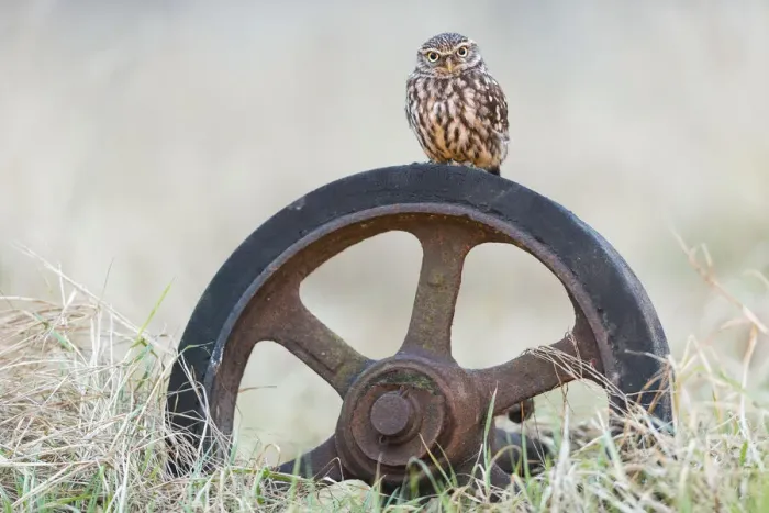 Framed Print : Little Owl (Athene noctua) (C) UK Framed Print : Little Owl (Athene noctua) (C) UK