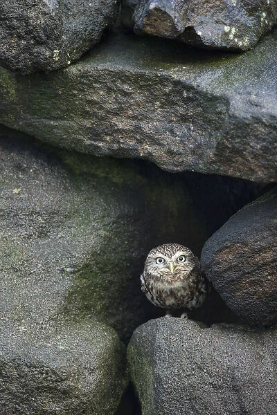 Little Owl (Athene noctua) (C) UK