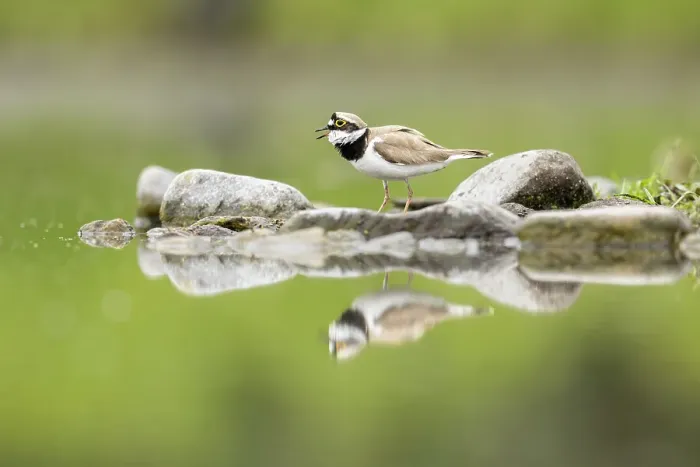 Framed Print : Little Ringed Plover (Charadrius dubius), vocalising at breeding site near Bratsigovo, Bulgaria Framed Print : Little Ringed Plover (Charadrius dubius), vocalising at breeding site near Bratsigovo, Bulgaria