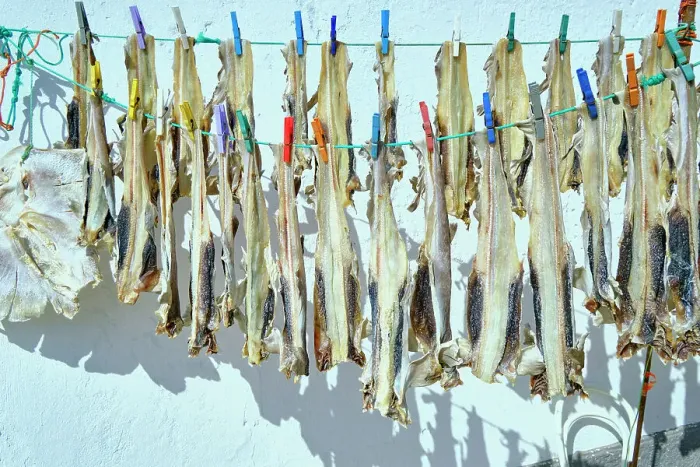Framed Print : Little shark (pata-roxa, Scyliorhinus canicula) drying in the sun. Peniche, Portugal Framed Print : Little shark (pata-roxa, Scyliorhinus canicula) drying in the sun. Peniche, Portugal