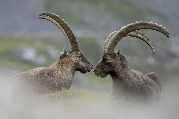 Livigno, Lombardy, Italy. Capra ibex