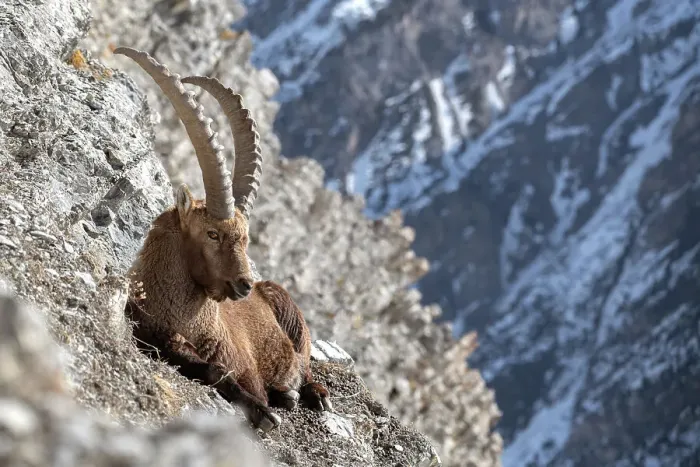 Framed Print : Livigno, Lombardy, Italy. Capra ibex Framed Print : Livigno, Lombardy, Italy. Capra ibex