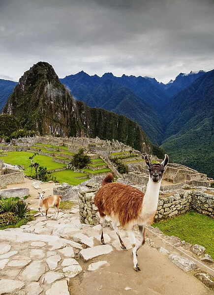 Llamas in Machu Picchu, Cusco Region, Peru