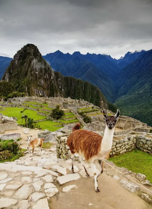 Framed Print : Llamas in Machu Picchu, Cusco Region, Peru