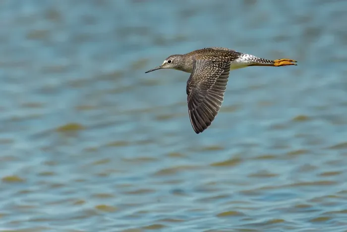 Framed Print : Llesser yellowlegs (Tringa flavipes) in flight Reed Lake, Saskatchewan, Canada Framed Print : Llesser yellowlegs (Tringa flavipes) in flight Reed Lake, Saskatchewan, Canada