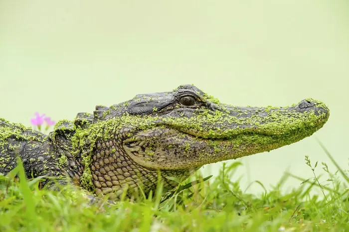 Framed Print : Loafing alligator (Alligator mississipiensis), Jungle Gardens, Avery Island, Louisiana, USA Framed Print : Loafing alligator (Alligator mississipiensis), Jungle Gardens, Avery Island, Louisiana, USA