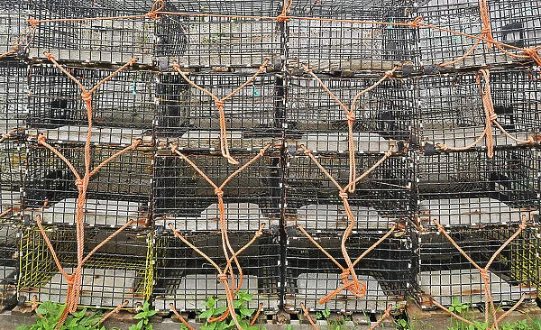 Lobster traps Grand Manan Island, New Brunswick, Canada