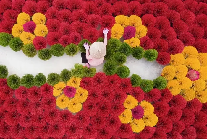 Framed Print : Local woman laying out colourful Incense sticks to dry, Quang Phu Cau village, near Hanoi, Vietnam Framed Print : Local woman laying out colourful Incense sticks to dry, Quang Phu Cau village, near Hanoi, Vietnam