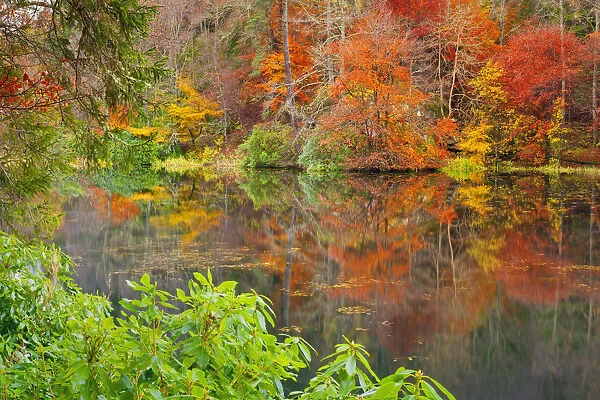 Loch Dunmore Reflections in Autumn, Pitlochry, Tayside Region, Scotland
