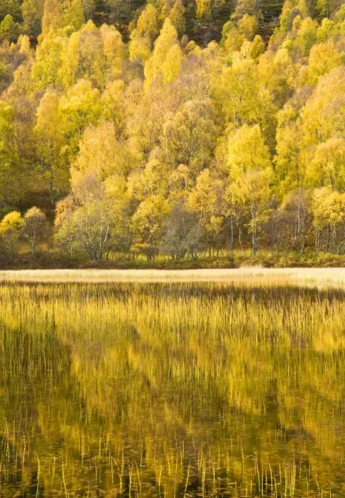 Framed Print : Loch reflections, Cairngorms National Park, Highlands, Scotland, UK Framed Print : Loch reflections, Cairngorms National Park, Highlands, Scotland, UK