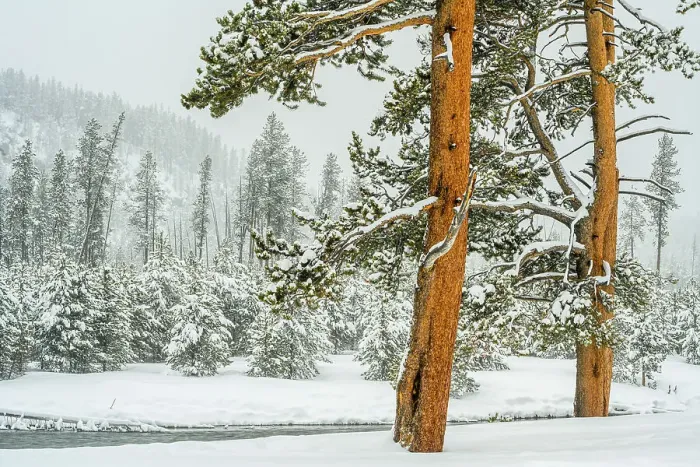 Framed Print : Lodgepole pine trees in winter, Yellowstone National Park, Wyoming, USA Framed Print : Lodgepole pine trees in winter, Yellowstone National Park, Wyoming, USA