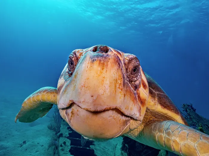 Framed Print : Loggerhead Turtle (Caretta caretta) at the Doc Poulson Wreck on Grand Cayman, Cayman Islands, British West Indies Framed Print : Loggerhead Turtle (Caretta caretta) at the Doc Poulson Wreck on Grand Cayman, Cayman Islands, British West Indies