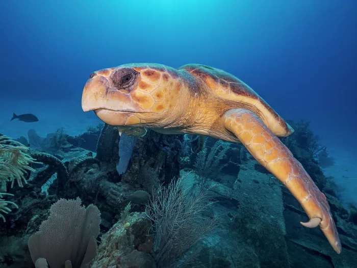 Framed Print : Loggerhead Turtle (Caretta caretta) at the Doc Poulson Wreck on Grand Cayman, Cayman Islands, British West Indies Framed Print : Loggerhead Turtle (Caretta caretta) at the Doc Poulson Wreck on Grand Cayman, Cayman Islands, British West Indies