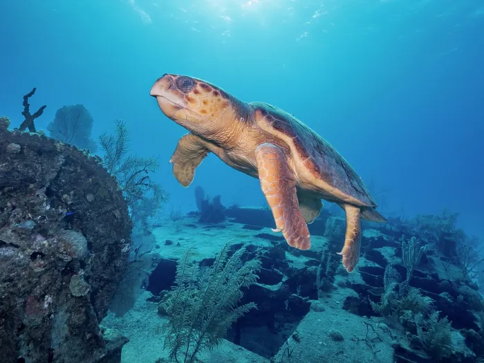 Framed Print : Loggerhead Turtle (Caretta caretta) at the Doc Poulson Wreck on Grand Cayman, Cayman Islands, British West Indies Framed Print : Loggerhead Turtle (Caretta caretta) at the Doc Poulson Wreck on Grand Cayman, Cayman Islands, British West Indies