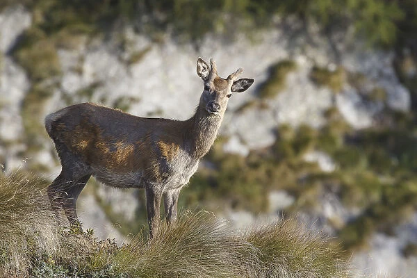 Lombardy, Italy. Deer