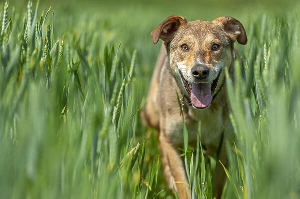 Lombardy, Italy, Europe. Close up of a mongrel dog walking through wheat