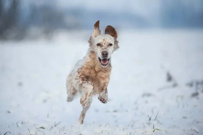 Framed Print : Lombardy, Italy, Europe. An english setter dog is running on a snow covered field