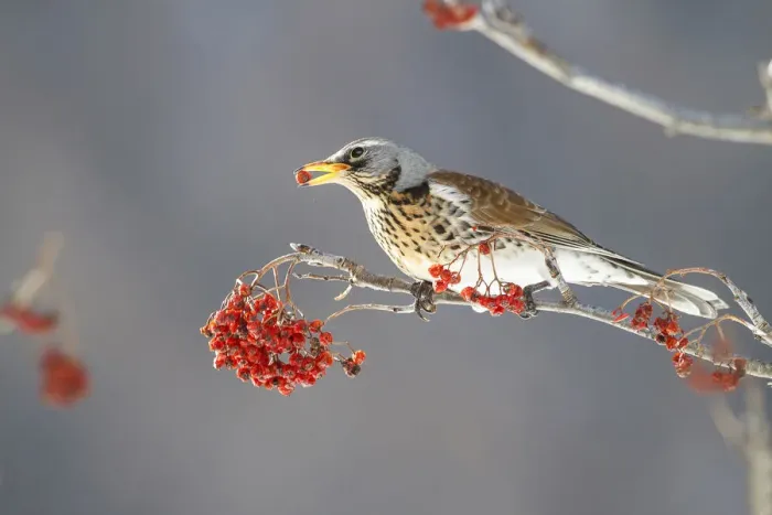 Framed Print : Lombardy, Italy. Fieldfare Framed Print : Lombardy, Italy. Fieldfare