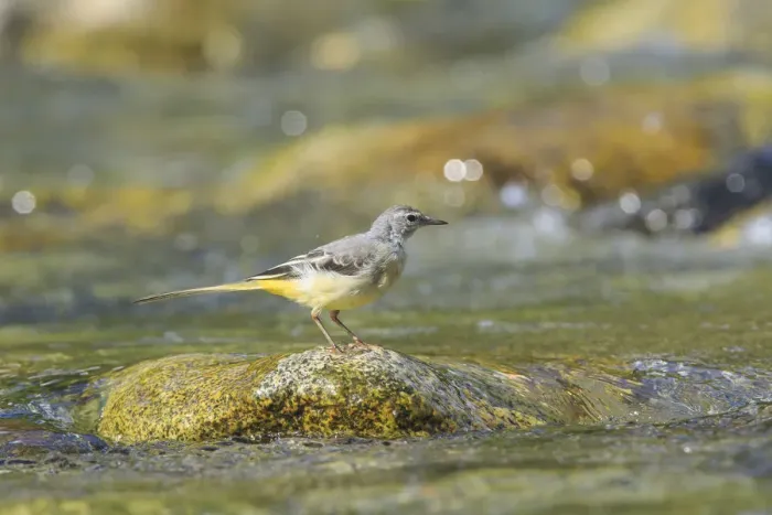 Framed Print : Lombardy, Italy. Grey Wagtail Framed Print : Lombardy, Italy. Grey Wagtail