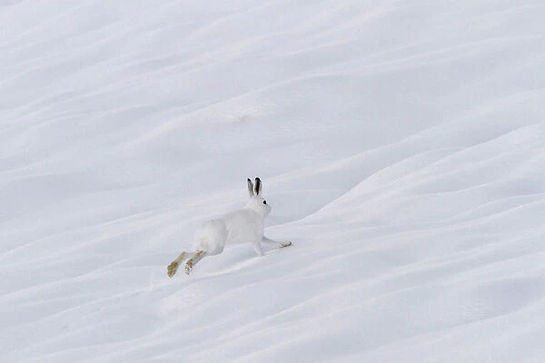 Lombardy, Italy. Mountain hare