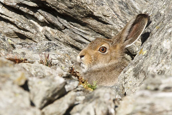 Lombardy, Italy. Mountain hare