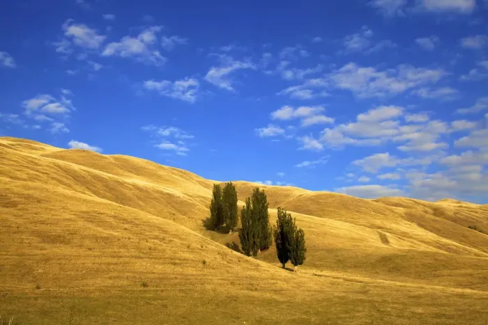 Framed Print : Lombardy Poplar Trees, New Zealand Rural Landscape, Hawkes Bay, New Zealand, Pacific Framed Print : Lombardy Poplar Trees, New Zealand Rural Landscape, Hawkes Bay, New Zealand, Pacific