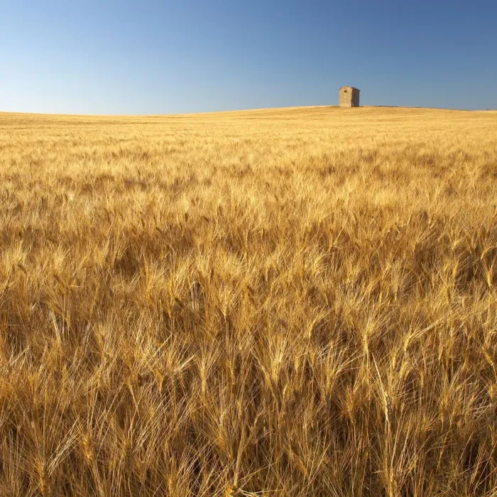Framed Print : Lone Barn in Field of Barley, near Puimoisson, Alpes de Haute, Provence, France Framed Print : Lone Barn in Field of Barley, near Puimoisson, Alpes de Haute, Provence, France