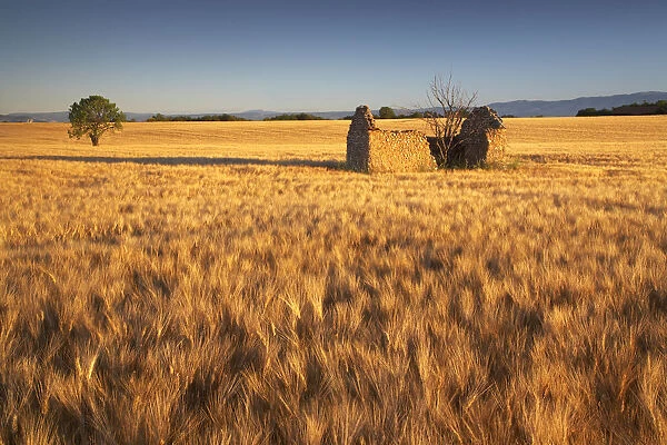 Lone Barn in Field of Barley, near Valensole, Alpes de Haute, Provence, France