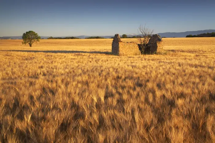Framed Print : Lone Barn in Field of Barley, near Valensole, Alpes de Haute, Provence, France Framed Print : Lone Barn in Field of Barley, near Valensole, Alpes de Haute, Provence, France