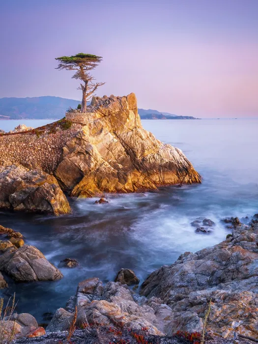 Framed Print : Lone Cypress, Pebble Beach, Monterey Peninsula, California, USA Framed Print : Lone Cypress, Pebble Beach, Monterey Peninsula, California, USA
