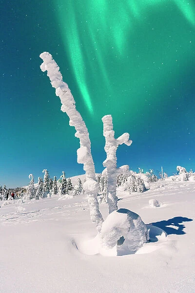 Lone frozen tree under the glowing green lights of the Aurora Borealis, Lapland, Finland