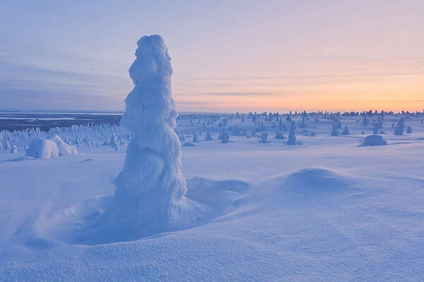Lone frozen tree in the snowy woods, Riisitunturi National Park, Posio, Lapland, Finland