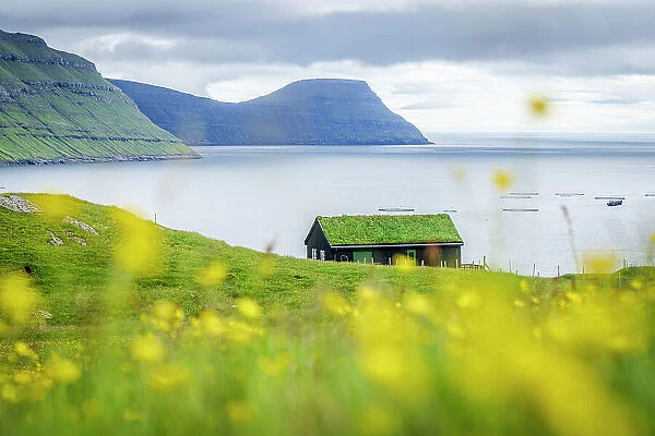 Lone grass roof house framed by flowering meadows in summer, Sydrugota, Eysturoy Island, Faroe Islands