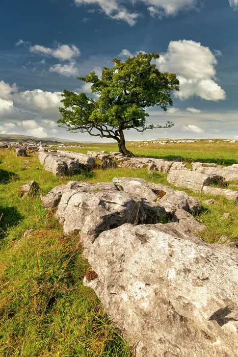 Framed Print : Lone Hawthorn Tree on Limestone Pavement, Winskill Stones Nature Reserve, Yorkshire Dales National Park, England Framed Print : Lone Hawthorn Tree on Limestone Pavement, Winskill Stones Nature Reserve, Yorkshire Dales National Park, England