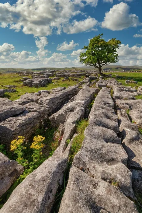 Framed Print : Lone Hawthorn Tree on Limestone Pavement, Winskill Stones Nature Reserve, Yorkshire Dales National Park, England Framed Print : Lone Hawthorn Tree on Limestone Pavement, Winskill Stones Nature Reserve, Yorkshire Dales National Park, England