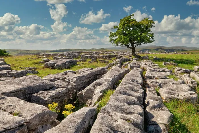 Framed Print : Lone Hawthorn Tree on Limestone Pavement, Winskill Stones Nature Reserve, Yorkshire Dales National Park, England Framed Print : Lone Hawthorn Tree on Limestone Pavement, Winskill Stones Nature Reserve, Yorkshire Dales National Park, England