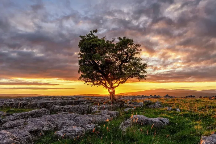 Framed Print : Lone Hawthorn Tree on Limestone Pavement at Sunset, Winskill Stones Nature Reserve, Yorkshire Dales National Park, England Framed Print : Lone Hawthorn Tree on Limestone Pavement at Sunset, Winskill Stones Nature Reserve, Yorkshire Dales National Park, England