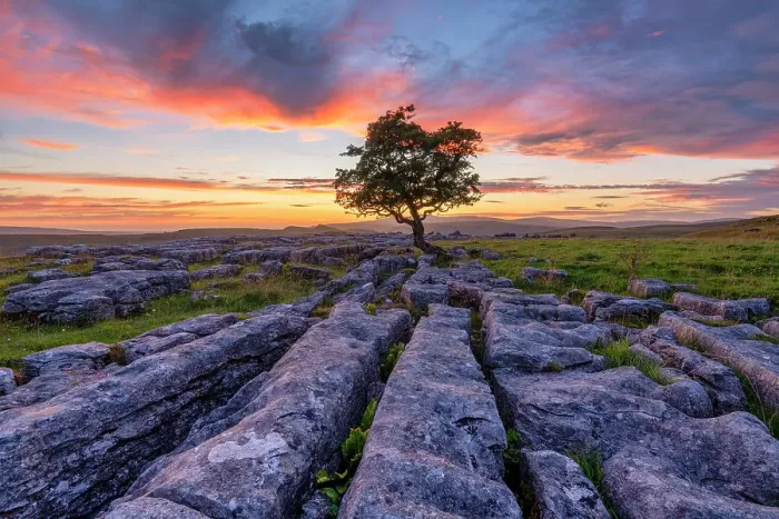 Framed Print : Lone Hawthorn Tree on Limestone Pavement at Sunset, Winskill Stones Nature Reserve, Yorkshire Dales National Park, England Framed Print : Lone Hawthorn Tree on Limestone Pavement at Sunset, Winskill Stones Nature Reserve, Yorkshire Dales National Park, England