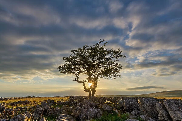 Lone Hawthorn Tree at Sunset, Twistleton Scar, Yorkshire Dales National Park, England