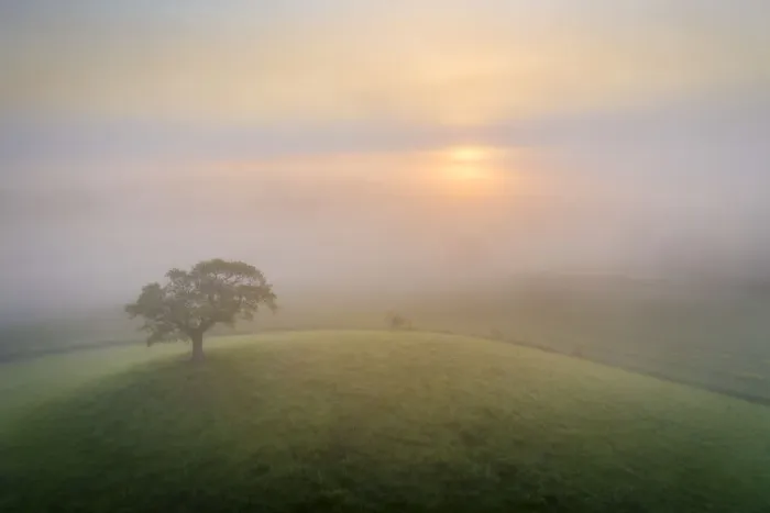 Framed Print : Lone hill top tree at sunrise on a misty summer morning, Devon, England Framed Print : Lone hill top tree at sunrise on a misty summer morning, Devon, England