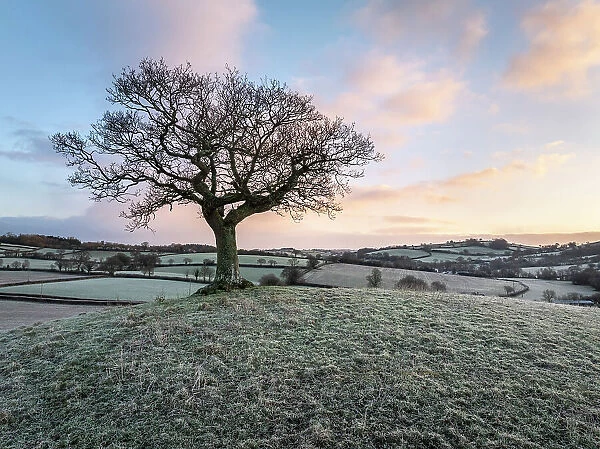 Lone hilltop tree at dawn on a frosty winter morning, Devon, England. Winter (January) 2024