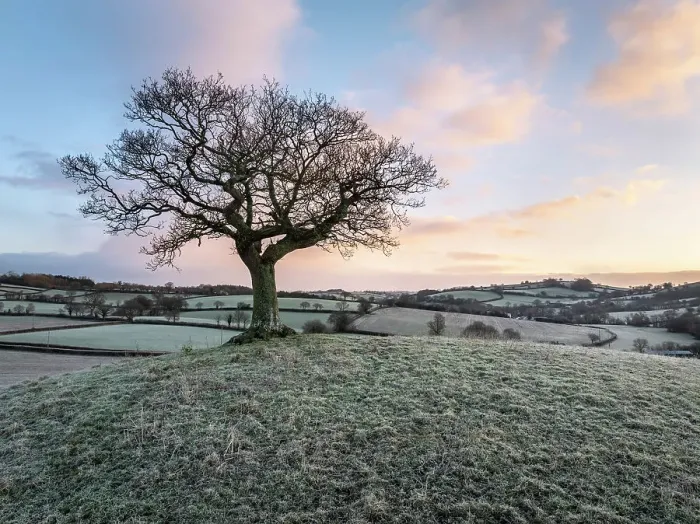 Framed Print : Lone hilltop tree at dawn on a frosty winter morning, Devon, England. Winter (January) 2024 Framed Print : Lone hilltop tree at dawn on a frosty winter morning, Devon, England. Winter (January) 2024